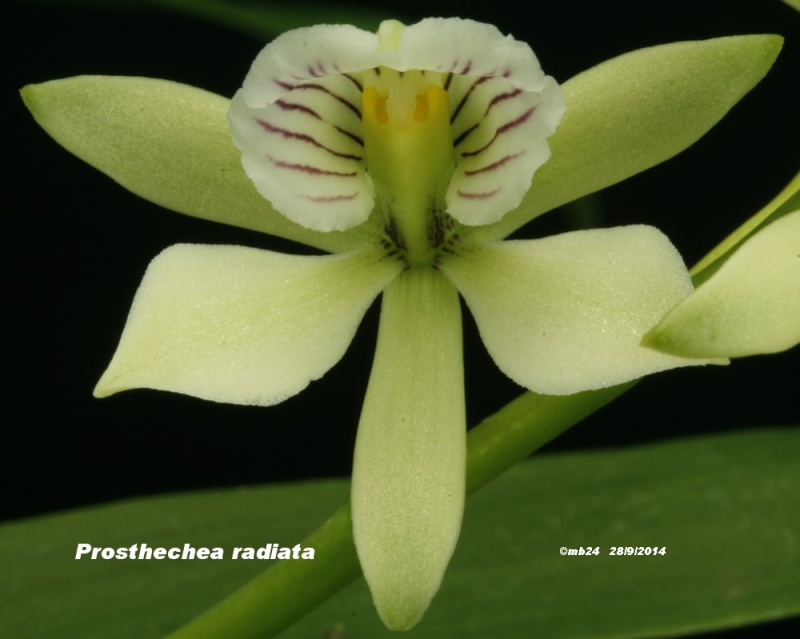 Prosthechea radiata Prosth21