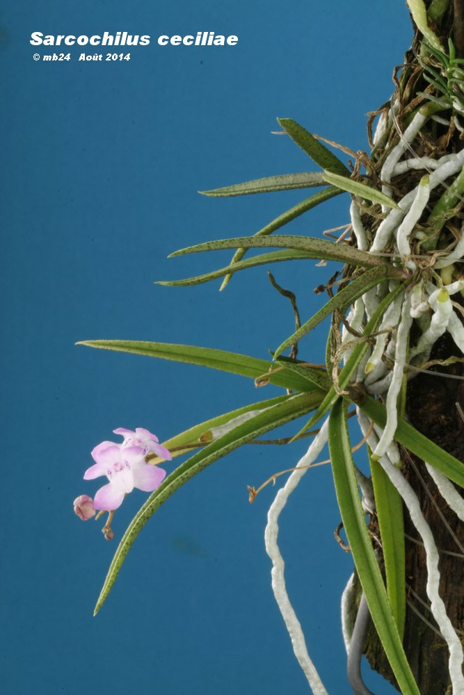 Sarcochilus ceciliae Sarcoc10