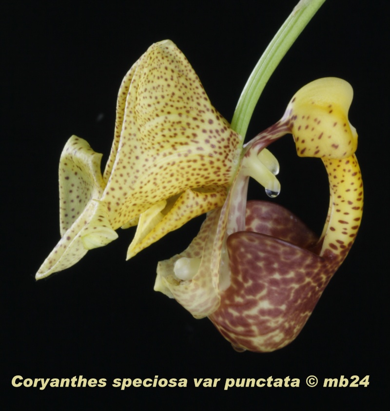 Coryanthes speciosa var punctata Specio15