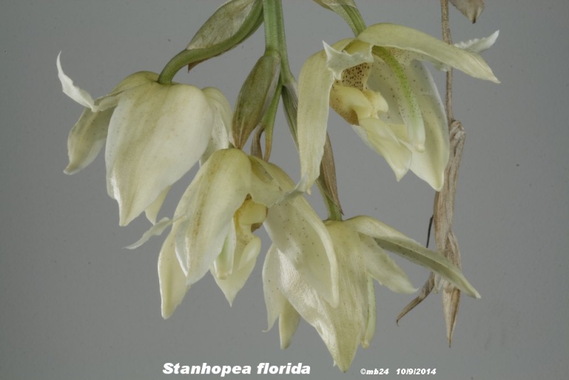 Stanhopea florida Stanh119