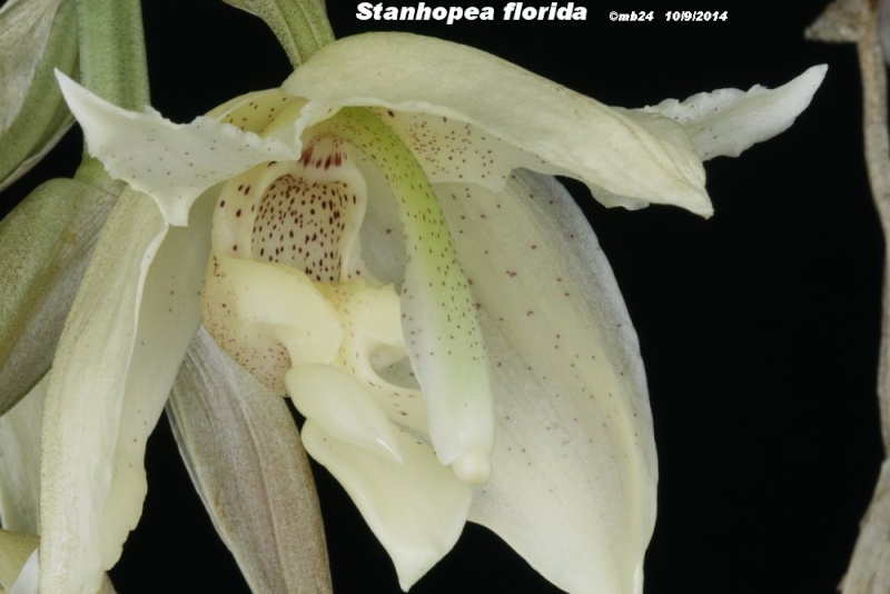 Stanhopea florida Stanh120