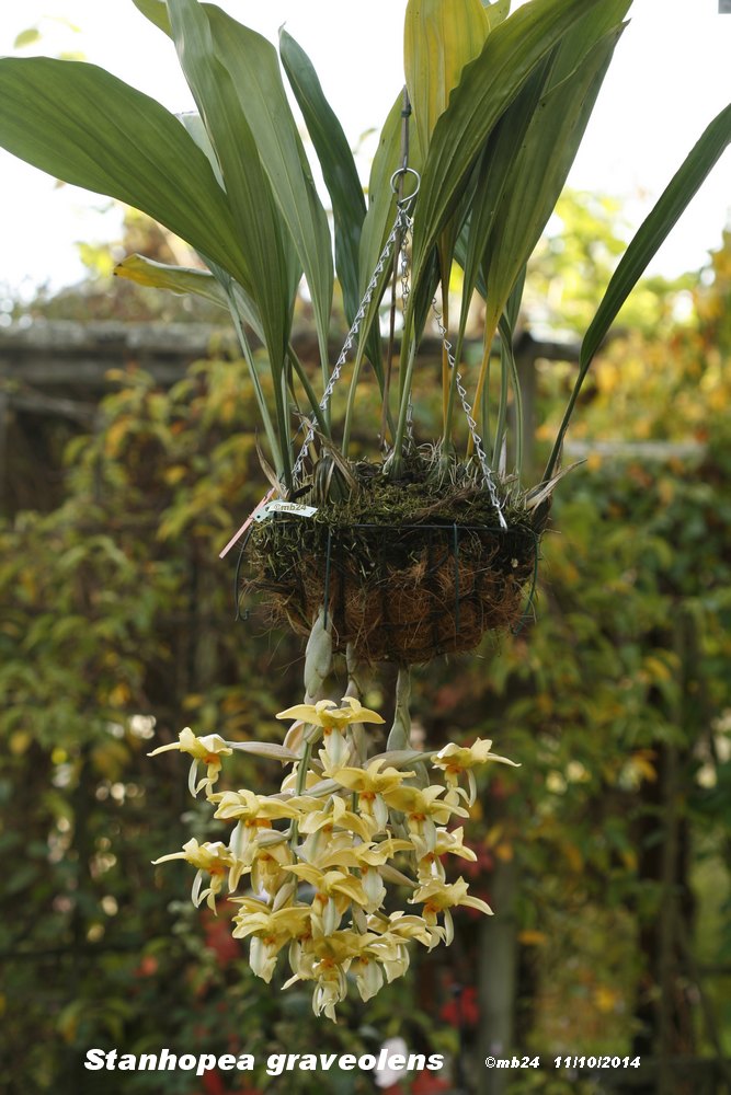 Stanhopea graveolens  Stanh127