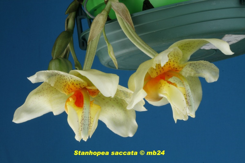 Stanhopea saccata Stanho11