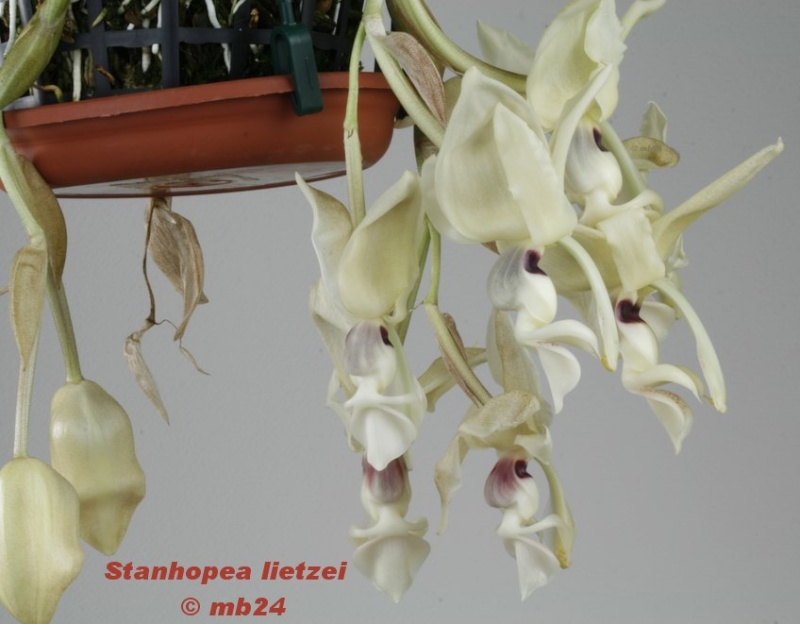 Stanhopea lietzei Stanho46