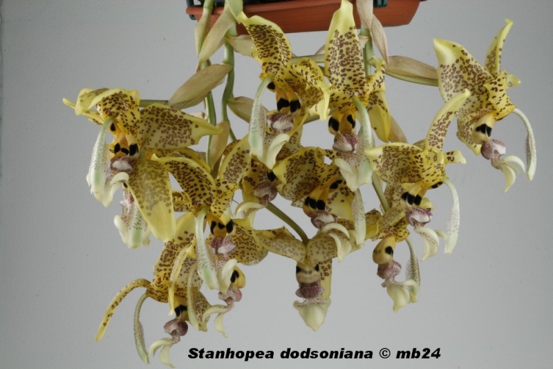 Stanhopea dodsoniana Stanho53