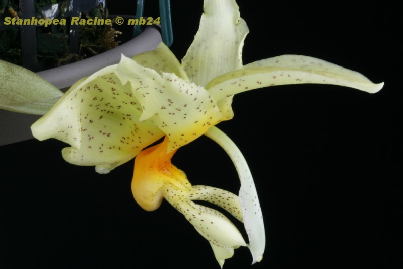 Stanhopea Racine (costariciensis x saccata) Stanho59
