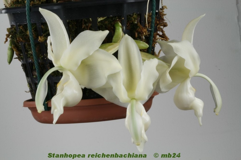 Stanhopea reichenbachiana Stanho68