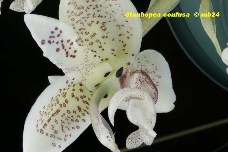 Stanhopea confusa Stanho79