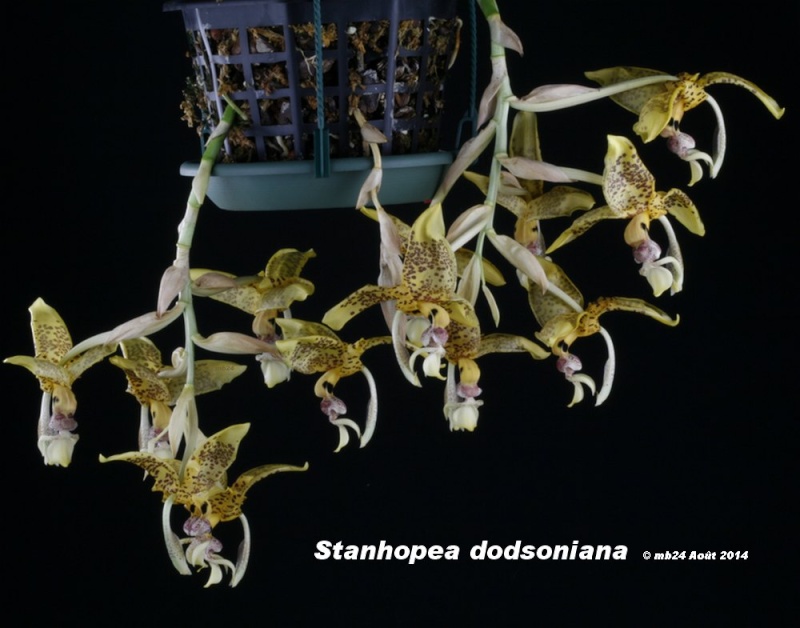 Stanhopea dodsoniana Stanho80