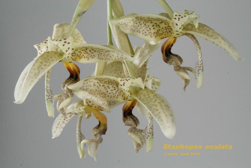 Stanhopea oculata Stanho99