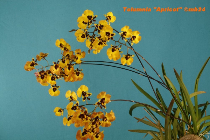 Tolumnia .... "Apricot" Tolumn12