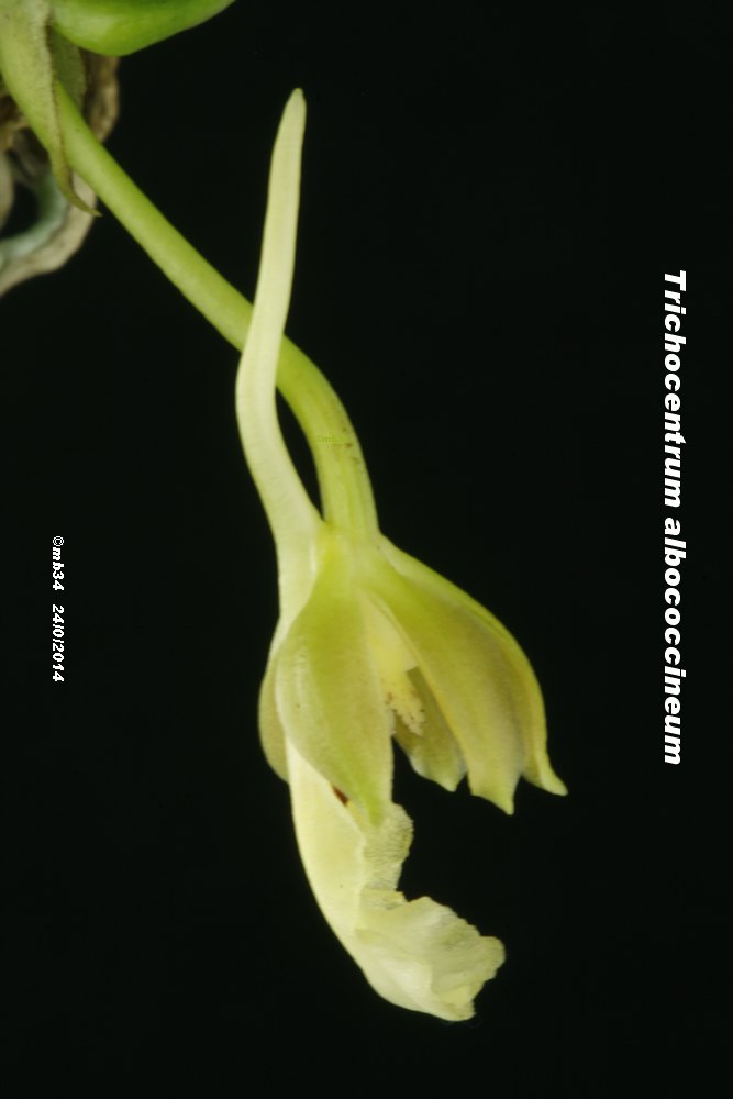 Trichocentrum panduratum Tricho24
