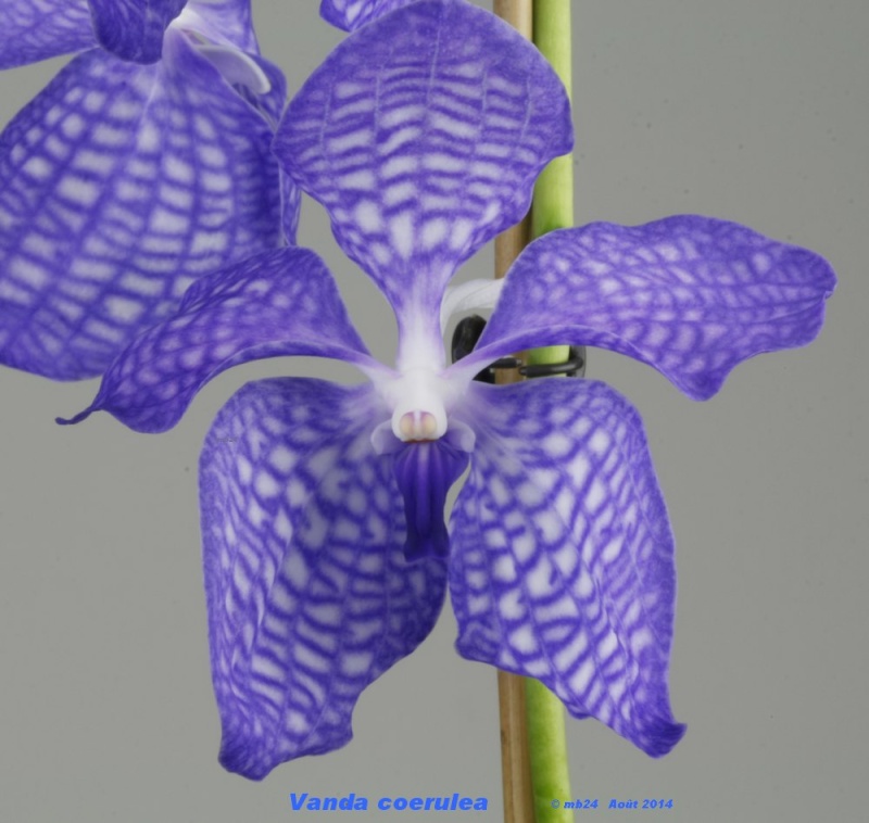 Vanda coerulea Vanda_14