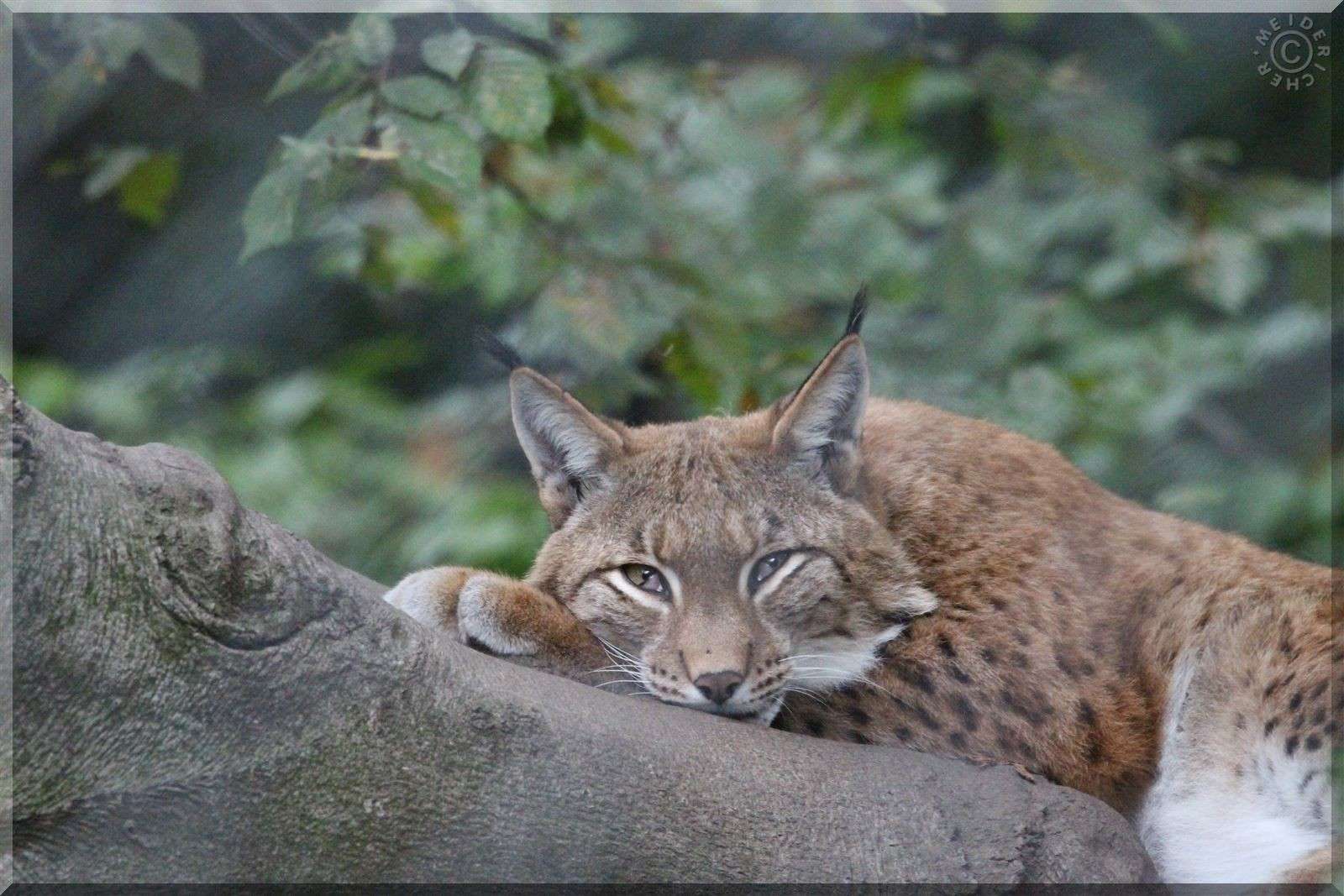 Zoo Duisburg Img_4110