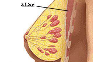 الصفة التشريحية لثدي البالغة 510