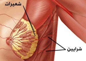 الصفة التشريحية لثدي البالغة 610