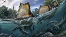 Paléontologie - Le Spinosaurus, entre canard et alligator 616fb210