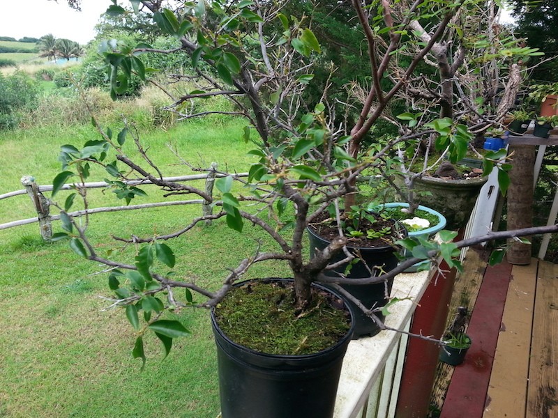 Bougainvillea grown from cutting progression 20140410