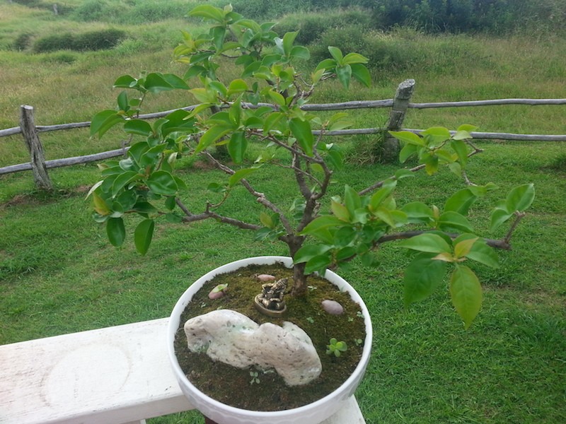 Bougainvillea grown from cutting progression 20140513