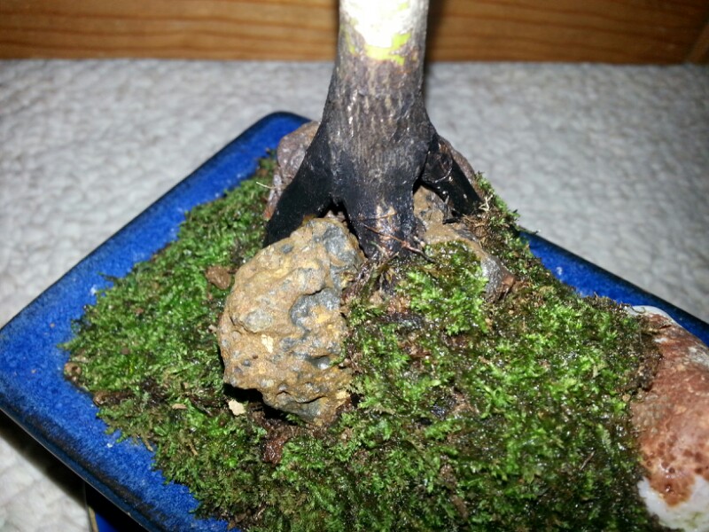 Nebari Reconstruction : from claw to exposed-root 20140612
