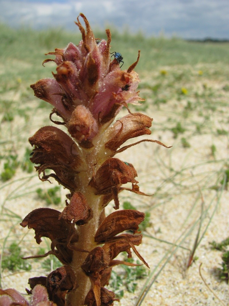 Quelle(s) orobanche(s), SVP ? (caryophyllacea) Img_6918