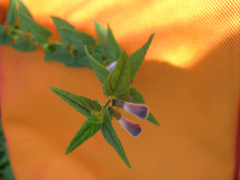 Scrophulariacée ...(Scutellaria galericulata) Img_9210