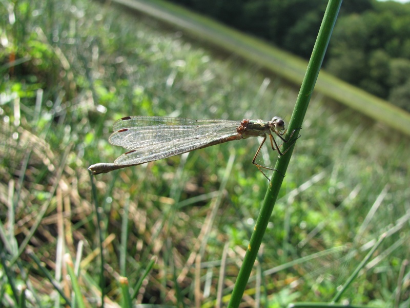 [Lestes sponsa] Leste fiancé ? Img_9316