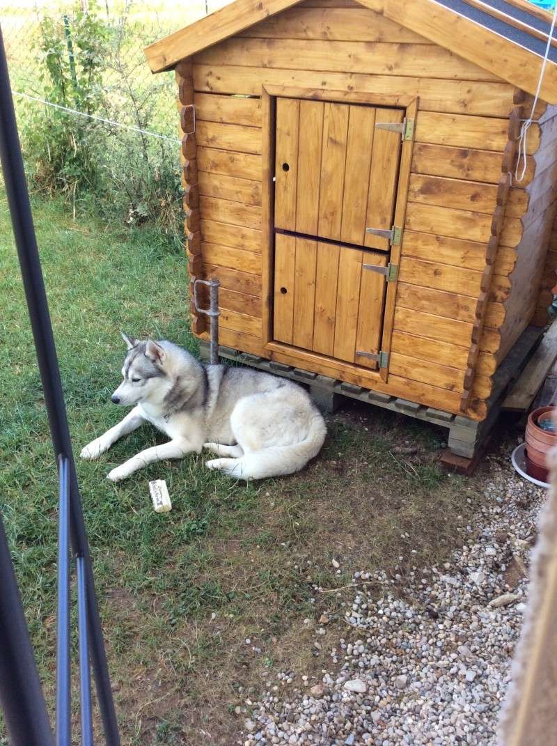 Gerry Black Sibérian Husky 3ans, asso Home Wanted ( départ 60) - Page 13 Photo310
