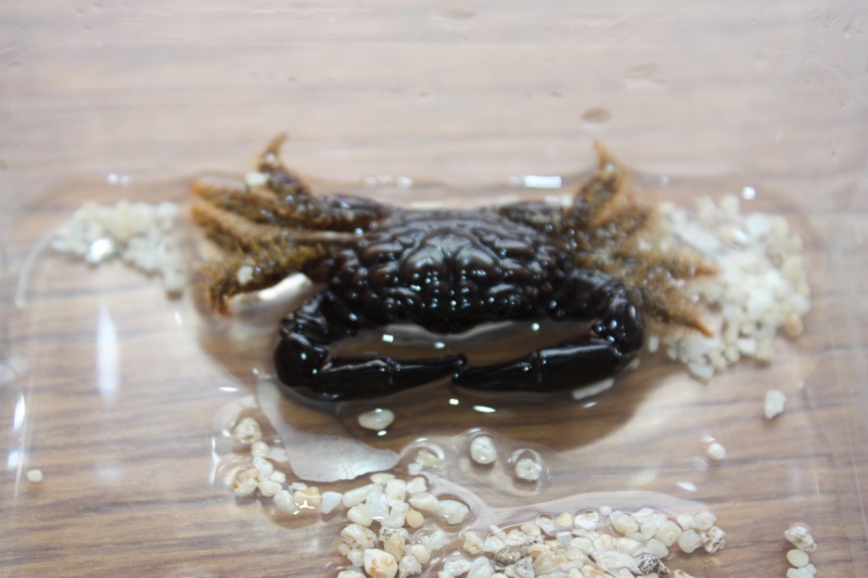 crabe nuisible ou pas 2014-114