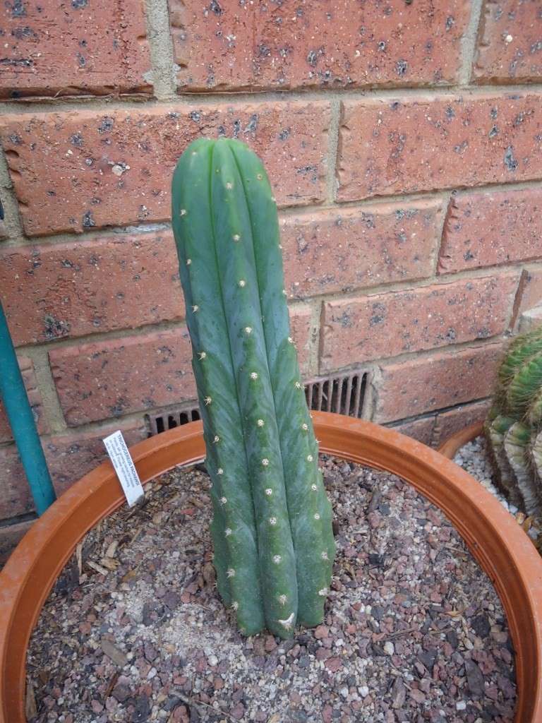 My cacti collection (lots of photo's) Dsc01416