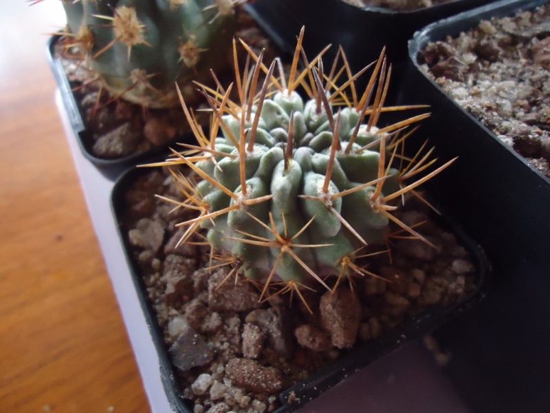 My cacti collection (lots of photo's) Dsc01435