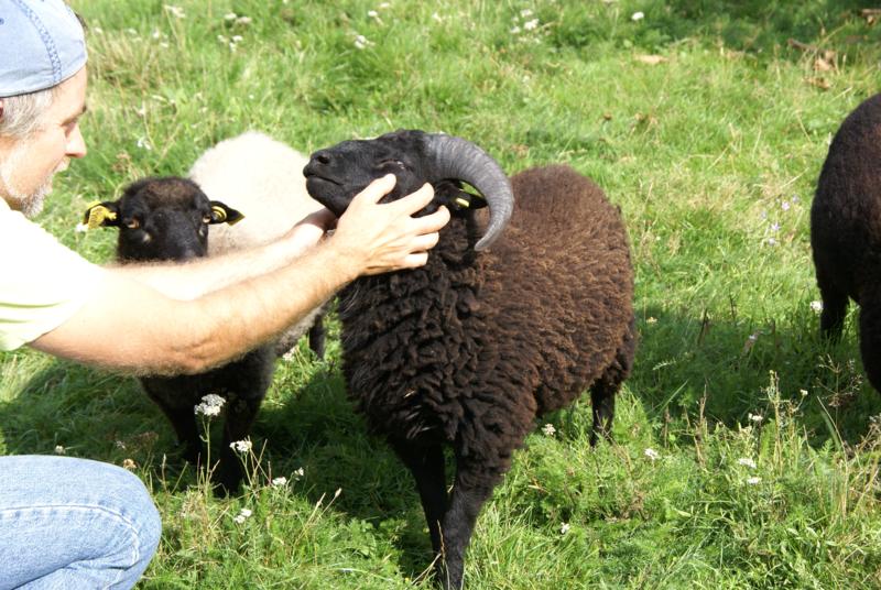 dans - Jeune bélier de l'année, noir, très domestiqué (dans le 28) Moka310