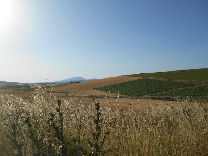 Sicilia occidentale, terra, mare, natura e cultura - Pagina 14 03510