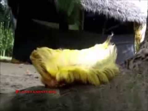 Extraño gusano filmado en el Amazonas Hqdefa10