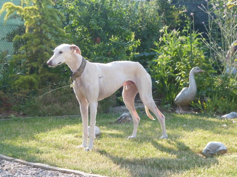 MISO - galgo 2 ans - Asso Une Histoire de Galgos - en fa  Unnam219