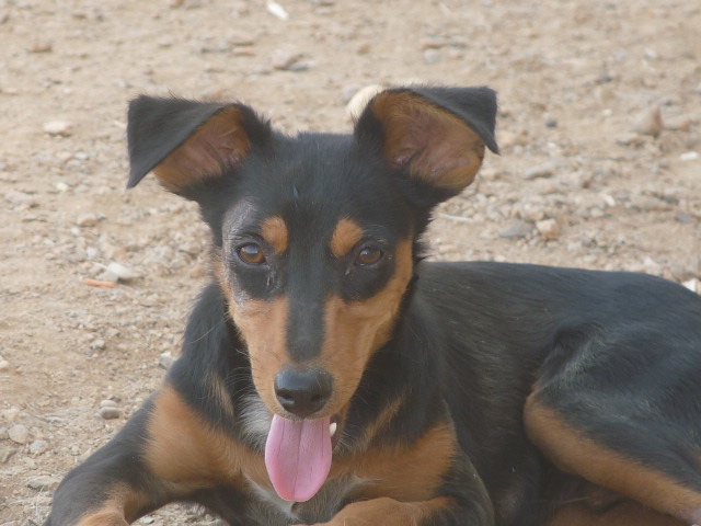 Urgent - SAKIM - x pinscher 2 ans - Asso Une Histoire de Galgos - Espagne Unname59