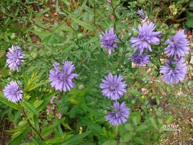 asters 2014 Aout_080