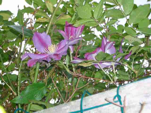 On se la joue Clematis les filles ??? - Page 25 Imgp0058