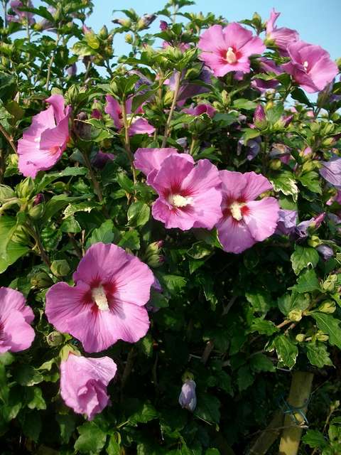 Hibiscus Syriacus  - Page 3 Juill120