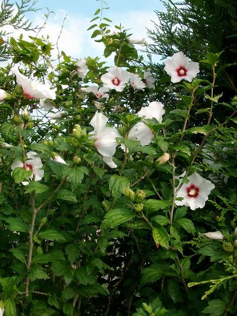 Hibiscus Syriacus  - Page 3 Juill121