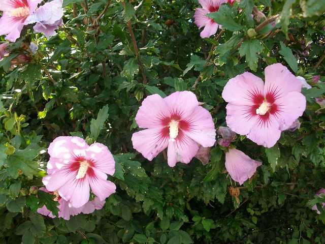 Hibiscus Syriacus  - Page 3 Juill122