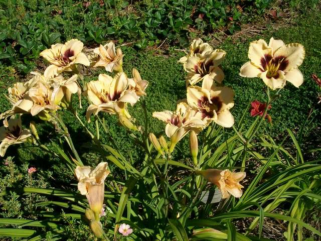 Hemerocallis !!! - Page 7 Juille80