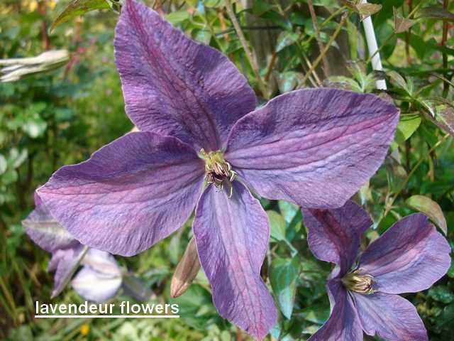  clematis somany"lavendeur flowers" Mai_0211