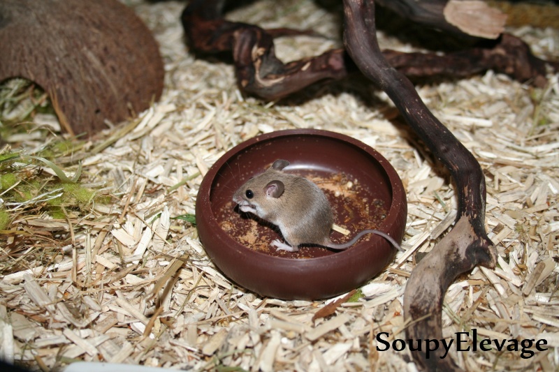 Souris pygmées africaines (mus minutoides) infos + photos - disponible en France Img_3212