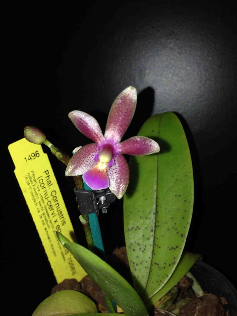 Phalaenopsis Cornustris Img_3010