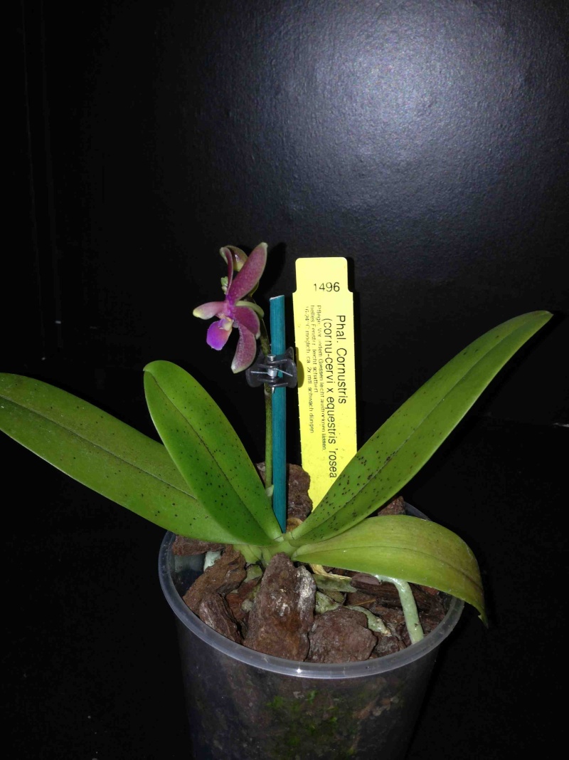 Phalaenopsis Cornustris Img_3011