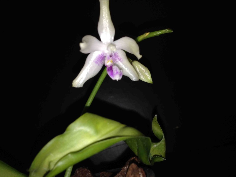 Phalaenopsis fimbriata Img_3012