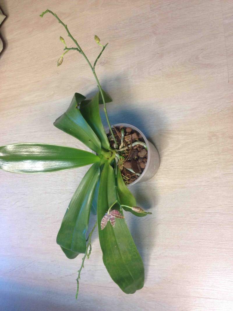Phalaenopsis Karen Annie Img_3116