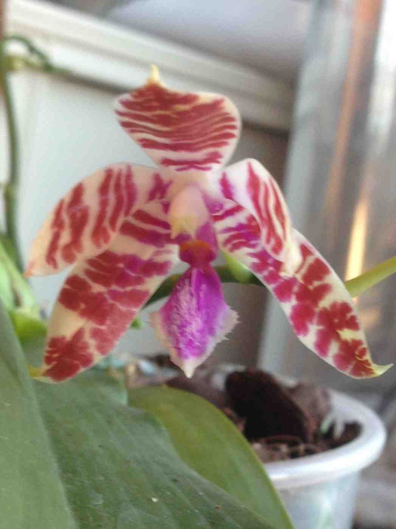 Phalaenopsis Karen Annie Img_3118