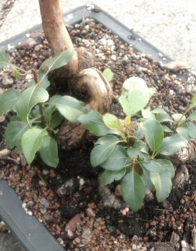 Mystery Tree Help please Myster11